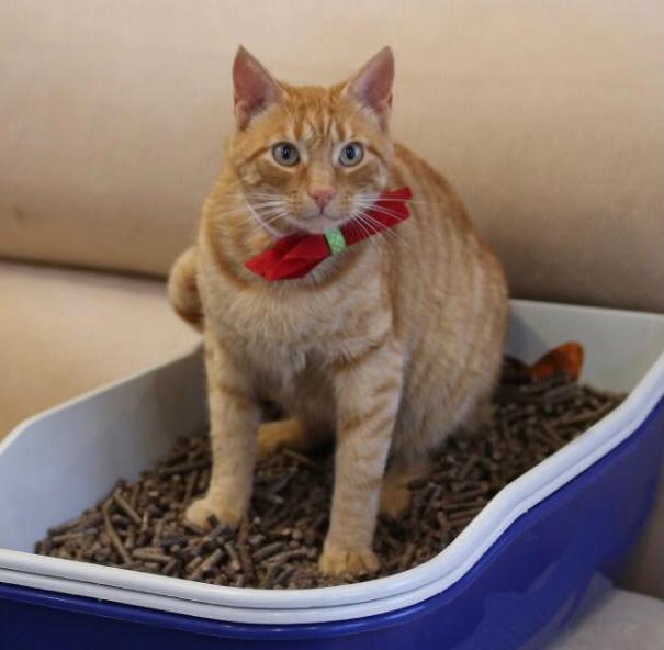 Gato usando su arenero con Popipet Ecoarena